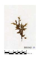 藏品(彎葉比賴苔)的圖片